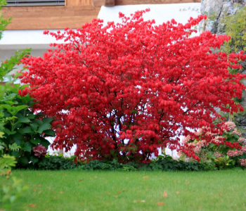 Бересклет европейский Red Cascade