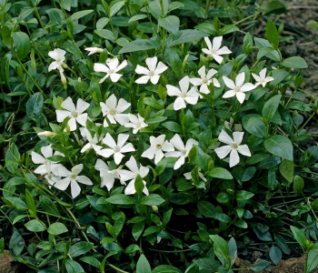 Барвинок малый Gertrude Jekyll