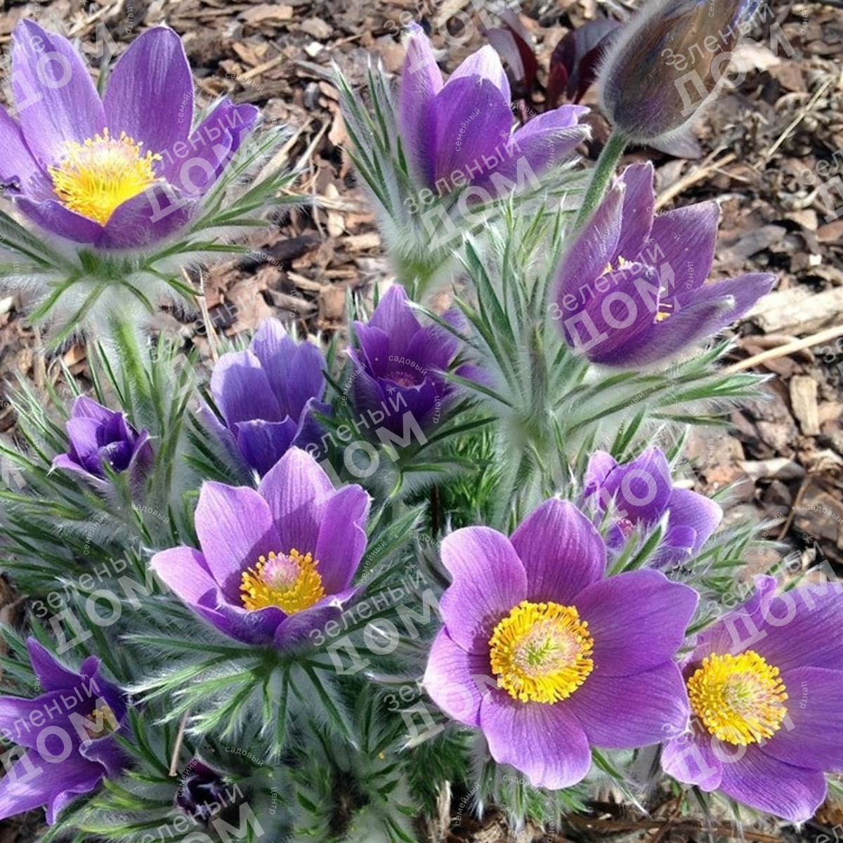 Пострел цветы. Прострел обыкновенный (Pulsatilla vulgaris). Anemone Pulsatilla цветок. Прострел, сон-трава, Пульсатилла. Цветок прострел Пурпл.