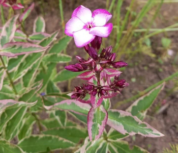 Флокс метельчатый Даша Азарова Витилиго