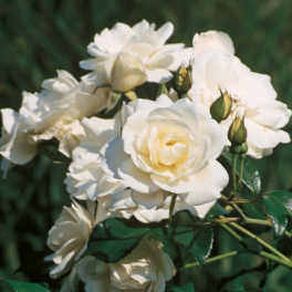 Роза флорибунда Schneewittchen (Kordes)
