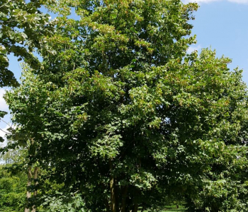 Липа европейская Pallida