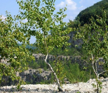 Береза карликовая