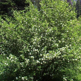 Ирга канадская Saskatoon Berry