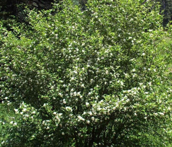 Ирга канадская Saskatoon Berry