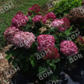 Гортензия древовидная Ruby Annabelle