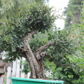 Боярышник обыкновенный Bonsai