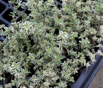 Тимьян лимоннопахнущий Variegatus