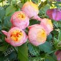 Роза миниатюрная Baby Romantica (Meilland)