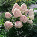 Гортензия метельчатая Little Blossom