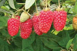 Саженцы малины