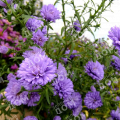 Астра новобельгийская Henry Purple