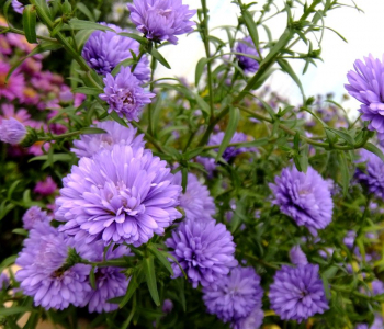 Астра новобельгийская Henry Purple