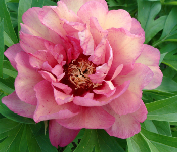 Пион ИТО-гибрид Hillary