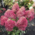 Гортензия метельчатая Royal Flower