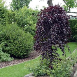 Береза повислая Purpurea