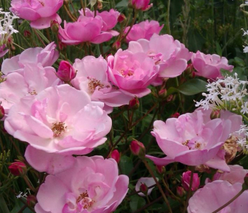 Роза полиантовая Lavender Meidiland (Meilland)