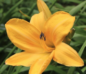 Лилейник Chicago Sunrise