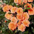 Роза почвопокровная Orange Fairy