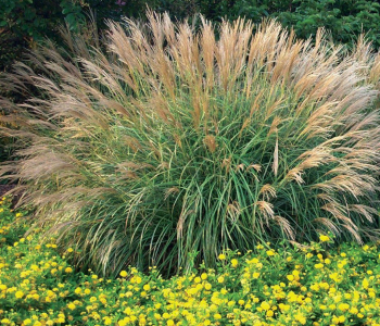 Мискантус китайский Adagio