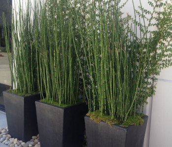 Хвощ зимующий