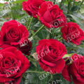 Роза чайно-гибридная Grand Amore (Kordes)