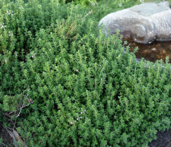 Тимьян обыкновенный Fredo