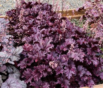 Гейхера Forever Purple