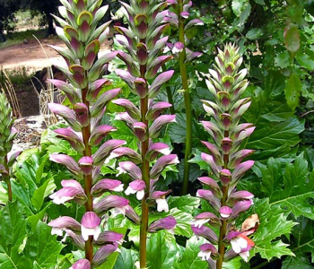 Акант мягкий Latifolius