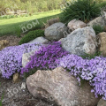 Флокс шиловидный Purple Beauty