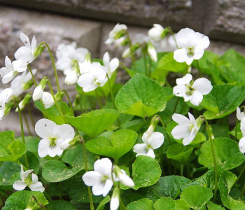 Фиалка сестринская Albiflora