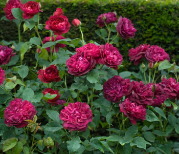 Роза английская Darcey Bussell