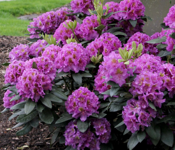 Рододендрон гибридный Pink Purple Dream