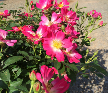Роза почвопокровная Pink Drift (Meilland)