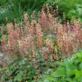 Теллима крупноцветковая Rubra