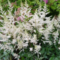 Астильба простолистная White Sensation