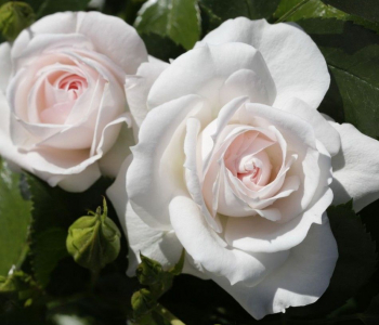 Роза флорибунда Aspirin Rose (TANTAU)