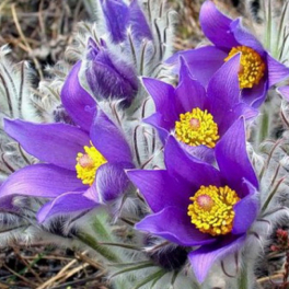 Прострел обыкновенный Violet Blue