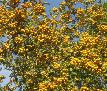 Яблоня Golden Hornet