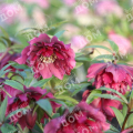 Морозник восточный Pretty Ellen Red