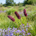 Кровохлебка тонколистная Purpurea