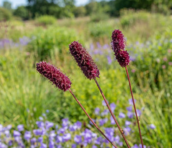 Кровохлебка тонколистная Purpurea