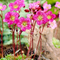 Камнеломка Арендса Carpet Pink