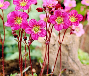 Камнеломка Арендса Carpet Pink