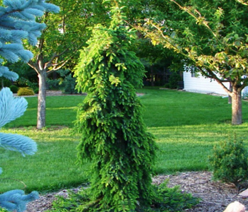 Ель сербская Pendula Bruns