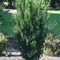 Бересклет японский Green Spire