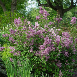 Сирень повторноцветущая Bloomerang Dark Purple