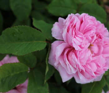 Роза английская Jacques Cartier