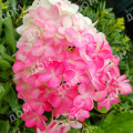 Гортензия метельчатая Pink and Rose