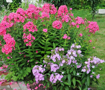 Флокс метельчатый Gorizvet